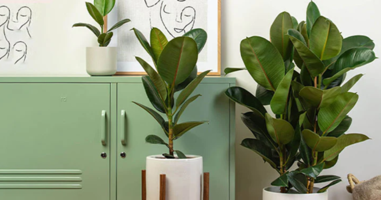 3 Large Indoor Plants to Transform Your Space